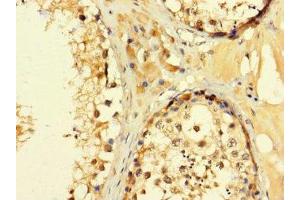 Immunohistochemistry of paraffin-embedded human testis tissue using ABIN7152994 at dilution of 1:100 (C2ORF83 anticorps  (AA 29-150))