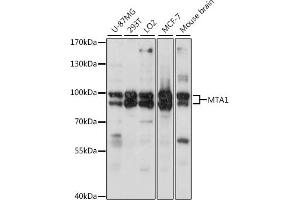 Western blot analysis of extracts of various cell lines, using MT antibody (6085) at 1:2080 dilution. (MTA1 anticorps  (AA 600-700))