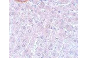 Immunohistochemistry (IHC) image for anti-Cell Division Cycle 27 Homolog (S. Cerevisiae) (CDC27) (C-Term) antibody (ABIN1030244) (CDC27 anticorps  (C-Term))