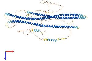 AlphaFold protein structure predicition of Mouse Recombinant Shtn1 Protein, UniprotID Q8K2Q9