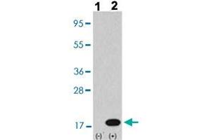 Western blot analysis of Lane 1: Nontransfected 293 cell lysates (2 ug/lane), Lane 2: Transiently transfected 293 cell lysates (2 ug/lane) with MAP1LC3B polyclonal antibody  at 1:1000 dilution. (LC3B anticorps  (AA 1-30))