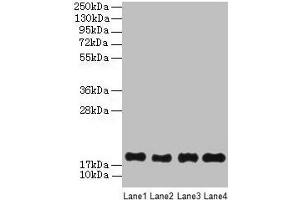 Western Blot All lanes: PPIAL4G antibody at 6 μg/mL Lane 1: Mouse liver tissue Lane 2: Mouse spleen tissue Lane 3: Mouse lung tissue Lane 4: Mouse kidney tissue Secondary Goat polyclonal to rabbit IgG at 1/10000 dilution Predicted band size: 19 kDa Observed band size: 19 kDa (PPIAL4G anticorps  (AA 1-164))