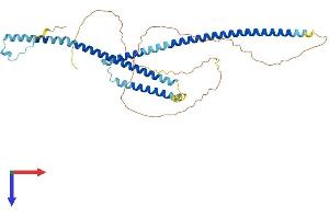 AlphaFold protein structure predicition of Mouse Recombinant Wtap Protein, UniprotID Q9ER69