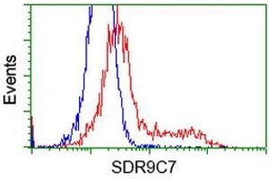 HEK293T cells transfected with either RC210941 overexpress plasmid (Red) or empty vector control plasmid (Blue) were immunostained by anti-SDR9C7 antibody (ABIN2453633), and then analyzed by flow cytometry. (SDR9C7 anticorps)