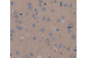 IHC-P analysis of Mouse Tissue, with DAB staining.