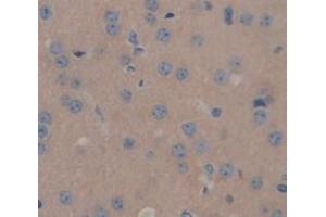 IHC-P analysis of Mouse Tissue, with DAB staining. (SLIT2 anticorps  (AA 31-197))