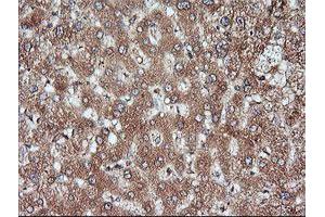 Image no. 3 for anti-Mitogen-Activated Protein Kinase Kinase 1 (MAP2K1) antibody (ABIN1499388) (MEK1 anticorps)