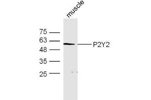 Mouse muscle lysates 30ug, probed with Anti-P2Y2 Polyclonal Antibody  at 1:5000 90min in 37˚C. (P2RY2 anticorps  (AA 21-120))