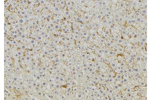 ABIN6274745 at 1/100 staining Mouse liver tissue by IHC-P. (MRPL51 anticorps  (C-Term))