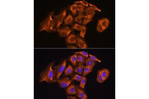 Immunofluorescence analysis of U2OS cells using Thioredoxin reductase 2 (TXNRD2 ) antibody (ABIN6128856, ABIN6149741, ABIN6149742 and ABIN6221158) at dilution of 1:100.