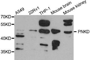 Western blot analysis of extracts of various cell lines, using PNKD antibody. (PNKD anticorps)