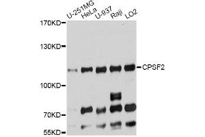 Western blot analysis of extracts of various cell lines, using CPSF2 antibody. (CPSF2 anticorps)