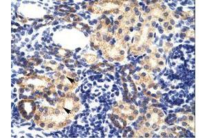 Image no. 1 for anti-Ring Finger Protein 2 (RNF2) (AA 228-277) antibody (ABIN202134)