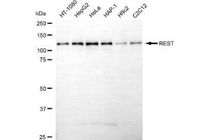 anti-RE1-Silencing Transcription Factor (REST) antibody