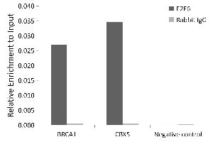 Chromatin immunoprecipitation analysis of extracts of 293T cells, using E2F6 antibody (ABIN1679632, ABIN1679631, ABIN5664137 and ABIN6219769) and rabbit IgG. (E2F6 anticorps  (AA 1-281))
