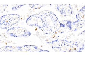 Detection of S100A12 in Human Placenta Tissue using Polyclonal Antibody to S100 Calcium Binding Protein A12 (S100A12)