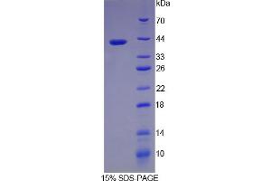 SDS-PAGE analysis of Rat Pepsinogen A Protein. (Pepsinogen A Protéine)
