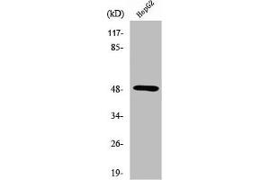 Western Blot analysis of HepG2 cells using Serinc1 Polyclonal Antibody (SERINC1 anticorps  (C-Term))