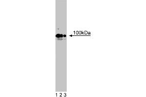 Western blot analysis of R-Cadherin on rat brain lysate.