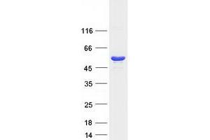 Validation with Western Blot