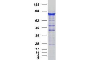 Validation with Western Blot (SEC23A Protein (Myc-DYKDDDDK Tag))