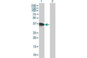 Western Blot analysis of DPPA4 expression in transfected 293T cell line by DPPA4 MaxPab polyclonal antibody. (DPPA4 anticorps  (AA 1-294))