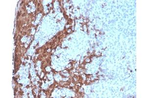 Formalin-fixed, paraffin-embedded human Tonsil stained with G-CSF Recombinant Mouse Monoclonal Antibody (rCSF3/900).