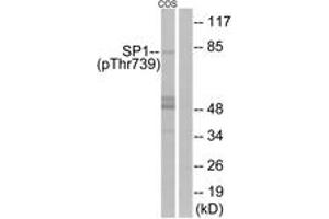 Western blot analysis of extracts from COS7 cells treated with serum 20% 15', using SP1 (Phospho-Thr739) Antibody. (SP1 anticorps  (pThr739))