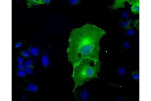 Anti-L1CAM mouse monoclonal antibody (ABIN2453214) immunofluorescent staining of COS7 cells transiently transfected by pCMV6-ENTRY L1CAM (RC211601). (L1CAM anticorps)