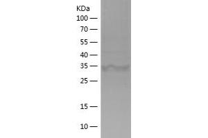 Western Blotting (WB) image for Isocitrate Dehydrogenase 1 (NADP+), Soluble (IDH1) (AA 341-414) protein (His-IF2DI Tag) (ABIN7123639)