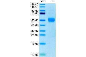 Biotinylated Human Siglec-3 on Tris-Bis PAGE under reduced condition.
