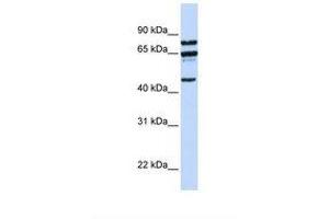 Image no. 1 for anti-Protein Phosphatase 4, Regulatory Subunit 2 (PPP4R2) (AA 288-337) antibody (ABIN6738043) (PPP4R2 anticorps  (AA 288-337))