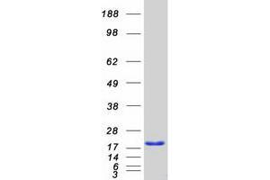 Validation with Western Blot
