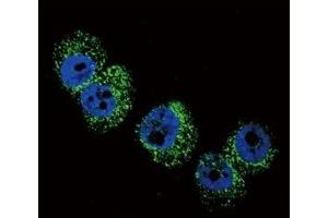 Confocal immunofluorescent analysis of DBH antibody with A2058 cells followed by Alexa Fluor 488-conjugated goat anti-rabbit lgG (green).