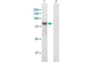 Western Blot analysis of DTNA expression in transfected 293T cell line by DTNA MaxPab polyclonal antibody. (DTNA anticorps  (AA 1-686))