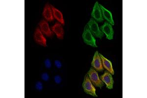 ABIN6266376 and ABIN6277340 staining Hela cells by IF/ICC. (PGC anticorps  (Internal Region))