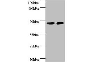 Western blot All lanes: SMAD3 antibody at 8 μg/mL Lane 1: Jurkat whole cell lysate Lane 2: A431 whole cell lysate Secondary Goat polyclonal to rabbit IgG at 1/10000 dilution Predicted band size: 49, 44, 36, 26 kDa Observed band size: 49 kDa (SMAD3 anticorps  (AA 1-230))