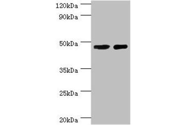 SMAD3 Antikörper  (AA 1-230)
