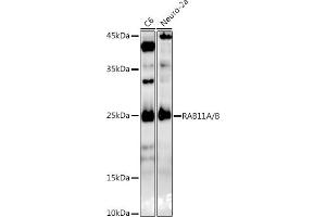 Western blot analysis of extracts of various cell lines, using RA/B antibody (ABIN7269790) at 1:1000 dilution. (RAB11A anticorps)