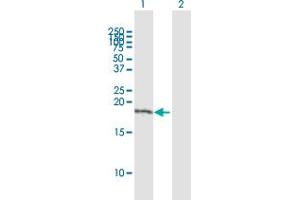 Western Blot analysis of TAF8 expression in transfected 293T cell line by TAF8 MaxPab polyclonal antibody.