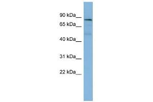 PTPN12 antibody used at 1 ug/ml to detect target protein. (PTPN12 anticorps  (Middle Region))