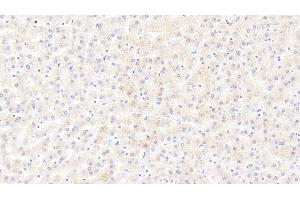 anti-Calmodulin 1 (Calm1) (AA 1-149) antibody