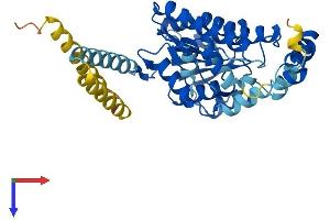 AlphaFold protein structure predicition of Human Recombinant HSD17B2 Protein, UniprotID P37059