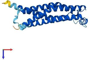 AlphaFold protein structure predicition of Human Recombinant TMEM205 Protein, UniprotID Q6UW68