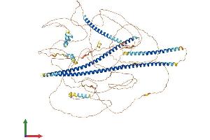 AlphaFold protein structure predicition of Mouse Recombinant Amot Protein, UniprotID Q8VHG2