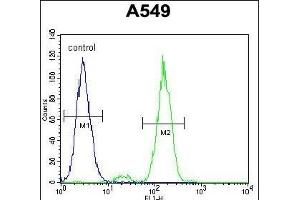 FAK1 Antibody  (ABIN6243657 and ABIN6579007) flow cytometric analysis of A549 cells (right histogram) compared to a negative control cell (left histogram).
