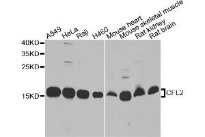 Western blot analysis of extracts of various cell lines, using CFL2 antibody. (Cofilin 2 anticorps)