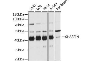 Western blot analysis of extracts of various cell lines, using SHARPIN antibody (ABIN6133099, ABIN6147733, ABIN6147735 and ABIN6215847) at 1:3000 dilution. (SHARPIN anticorps  (AA 1-170))