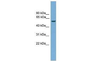 WB Suggested Anti-Ecsit Antibody Titration:  0. (ECSIT anticorps  (N-Term))