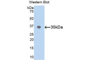 Western Blotting (WB) image for anti-C-Jun N-Terminal Kinases (AA 145-419) antibody (ABIN1859756) (C-Jun N-Terminal Kinases (AA 145-419) anticorps)